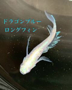 ドラゴンブルーロングフィン　5匹　稚魚 現物の子 在庫3セットあり　めだか メダカ (ヒレ長　マリアージュ　レッドクリフ )好きに