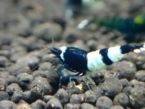  red shadow shrimp black shadow shrimp total 11 pcs #. egg # female # breeding # aquarium ±2cm with special favor!