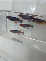 ★今季初出品★だんごメダカ★★五式タイプR ★越冬明け若魚3ペア★匿名配送★ブラックリム★これから産卵します_画像4