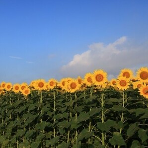 ひまわり 大輪一重咲黄色 花の種の画像5