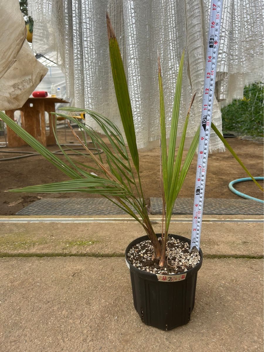 ココスヤシ シルバーリーフ葉先160cm 幹回り50cm 幹高20cm 【10 ココスヤシ シルバーリーフ葉先160cm 幹回り50cm 幹高20cm 【10