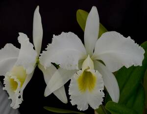 洋蘭原種 C.gaskeliana fma. alba 'Maria Luiza'　(希少original)