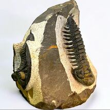 Crotalocephalus とzlichovaspis 化石_画像1