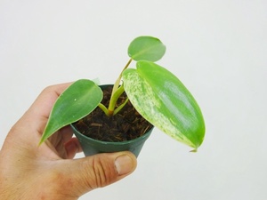 東京021フィロデンドロン　イルセマニー　斑入り①　充実苗　Philodendron ilsemanii variegata＊急に凄い斑が出たり子株から出たりします