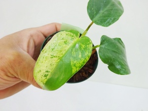 東京025フィロデンドロン　イルセマニー　斑入り⑤　充実苗　Philodendron ilsemanii variegata＊急に凄い葉が出たり子株から出たりします