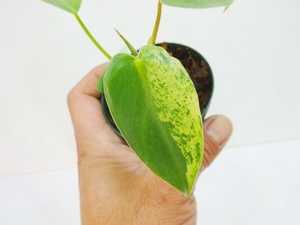 東京026フィロデンドロン　イルセマニー　斑入り⑥　充実苗　Philodendron ilsemanii variegata＊急に凄い葉が出たり子株から出たりします