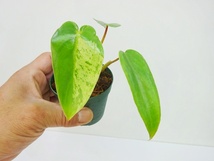 東京027フィロデンドロン　イルセマニー　斑入り⑦　充実苗　Philodendron ilsemanii variegata＊急に凄い葉が出たり子株から出たりします_画像2