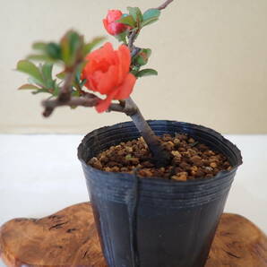 長寿梅（八重） チョウジュバイ 盆栽素材 の画像4