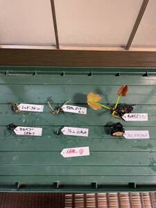  enduring cold . water lily water lily seedling 6 goods kind (6 seedling ) ④ stock dividing seedling ( water lily, flower is s,me Dakar, biotope ) temperature obi water lily 