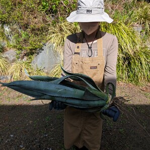 ③大株アガベ アメリカーナ AGAVE americana 地植え ドライガーデン [検チタノタ オテロイ ホリダ パキポディウム パキプス]の画像1