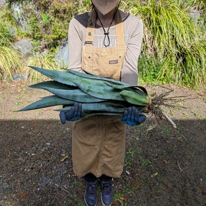 ⑤大株アガベ アメリカーナ AGAVE americana 地植え ドライガーデン [検チタノタ オテロイ ホリダ パキポディウム パキプス]の画像1