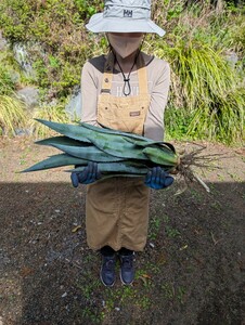 ⑤大株アガベ アメリカーナ AGAVE americana 地植え ドライガーデン [検チタノタ オテロイ ホリダ パキポディウム パキプス]