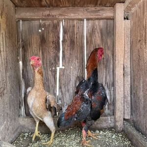  small army chicken. egg 5 piece entering ( meal for have . egg )②