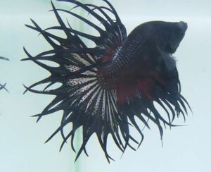  free shipping K45 all Cross King Crown tail S grade male betta masa betta tropical fish 