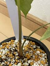 Alocasia longiloba albo V.アロカシア ロンギロバ 斑入り_画像4