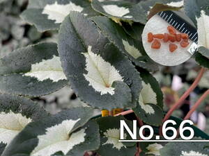 【種子】No.66 原種シクラメン C. hederifolium １０粒