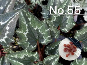 【種子】No.55 原種シクラメン C. hederifolium １０粒