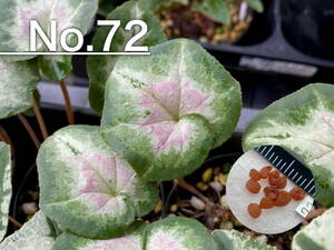 【種子】No.72 原種シクラメン C. hederifolium １０粒