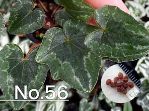 【種子】No.56 原種シクラメン C. hederifolium １０粒