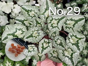 【種子】No.29 原種シクラメン C. hederifolium １０粒