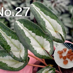 【種子】No.27 原種シクラメン C. hederifolium １０粒の画像1