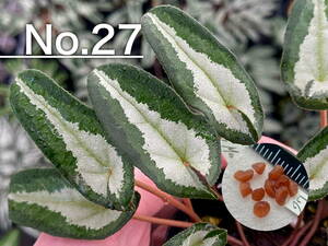 【種子】No.27 原種シクラメン C. hederifolium １０粒