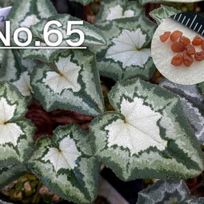 【種子】No.65 原種シクラメン C. hederifolium １０粒の画像1