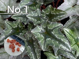 【種子】No.1 原種シクラメン C. hederifolium 'Ashwood Lysander' １０粒