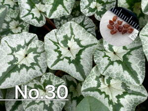【種子】No.30 原種シクラメン C. hederifolium １０粒