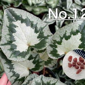 【種子】No.12 原種シクラメン C. hederifolium 'No Name' １０粒の画像1