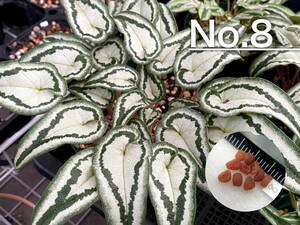 【種子】No.8 原種シクラメン C. hederifolium 'Fairy Rings' １０粒