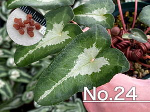 【種子】No.24 原種シクラメン C. hederifolium 'Peter Moore'１０粒