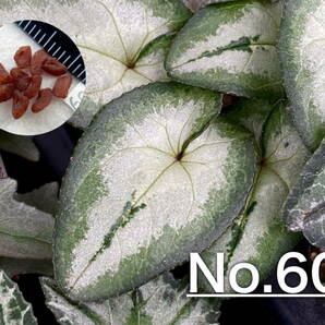 【種子】No.60 原種シクラメン C. hederifolium １０粒の画像1