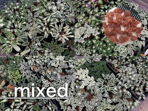【種子】原種シクラメン C. hederifolium mixed ５０粒