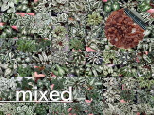 【種子】原種シクラメン C. hederifolium mixed １００粒