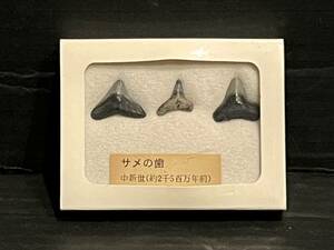 630312016　サメの歯　標本　コレクション　自然　中新世（約2千5百万年前）　アメリカ　フロリダ州　化石　科学　趣味