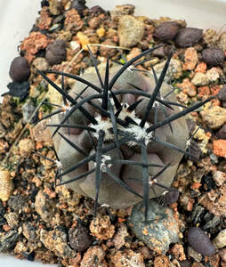  NO.3コピアポア グリセオビオラセア 栗星玉 Copiapoa griseoviolacea