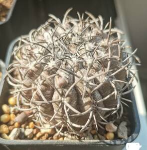  NO.1コピアポア グリセオビオラセア 栗星玉 Copiapoa griseoviolacea 自根