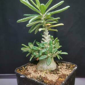  NO.5「塊根植物」ドルステニア ギガス ブラータ 美株・Dorstenia gigas f. bullataの画像1