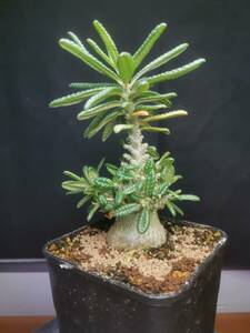  NO.5「塊根植物」ドルステニア ギガス ブラータ 美株・Dorstenia gigas f. bullata