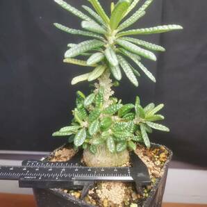 NO.5「塊根植物」ドルステニア ギガス ブラータ 美株・Dorstenia gigas f. bullataの画像2