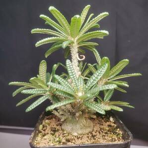  NO.5「塊根植物」ドルステニア ギガス ブラータ 美株・Dorstenia gigas f. bullataの画像1