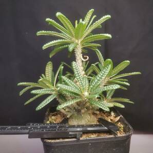  NO.5「塊根植物」ドルステニア ギガス ブラータ 美株・Dorstenia gigas f. bullataの画像2