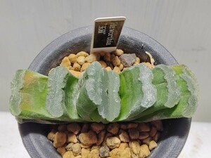 'Haworthia '玉扇'【送料無料】