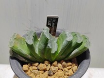 'Haworthia '玉扇'【送料無料】_画像2