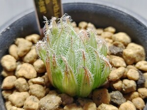 【即決】'Haworthia bella '青い妖精' '【送料無料】