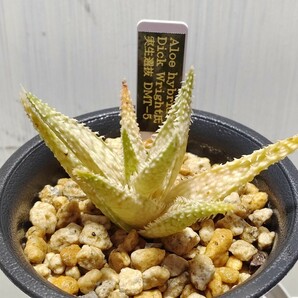 Aloe hybrid Dick Wright氏 実生選抜 DMT-5【送料無料】の画像2