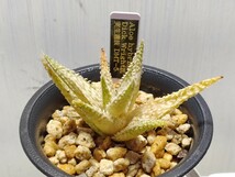 Aloe hybrid Dick Wright氏 実生選抜 DMT-5【送料無料】_画像2