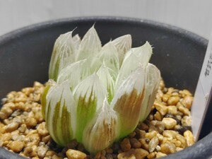 'Haworthia ピリフェラ白斑 ' 2【送料無料】