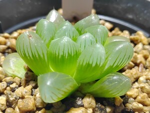 【即決】'Haworthia cooperi hybrid '窓黄オブ' '【送料無料】